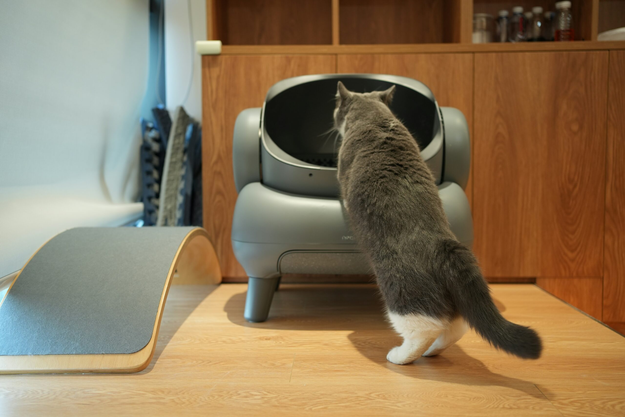 أفضل صناديق الفضلات للقطط التي تتبول برش عالٍ 🐱