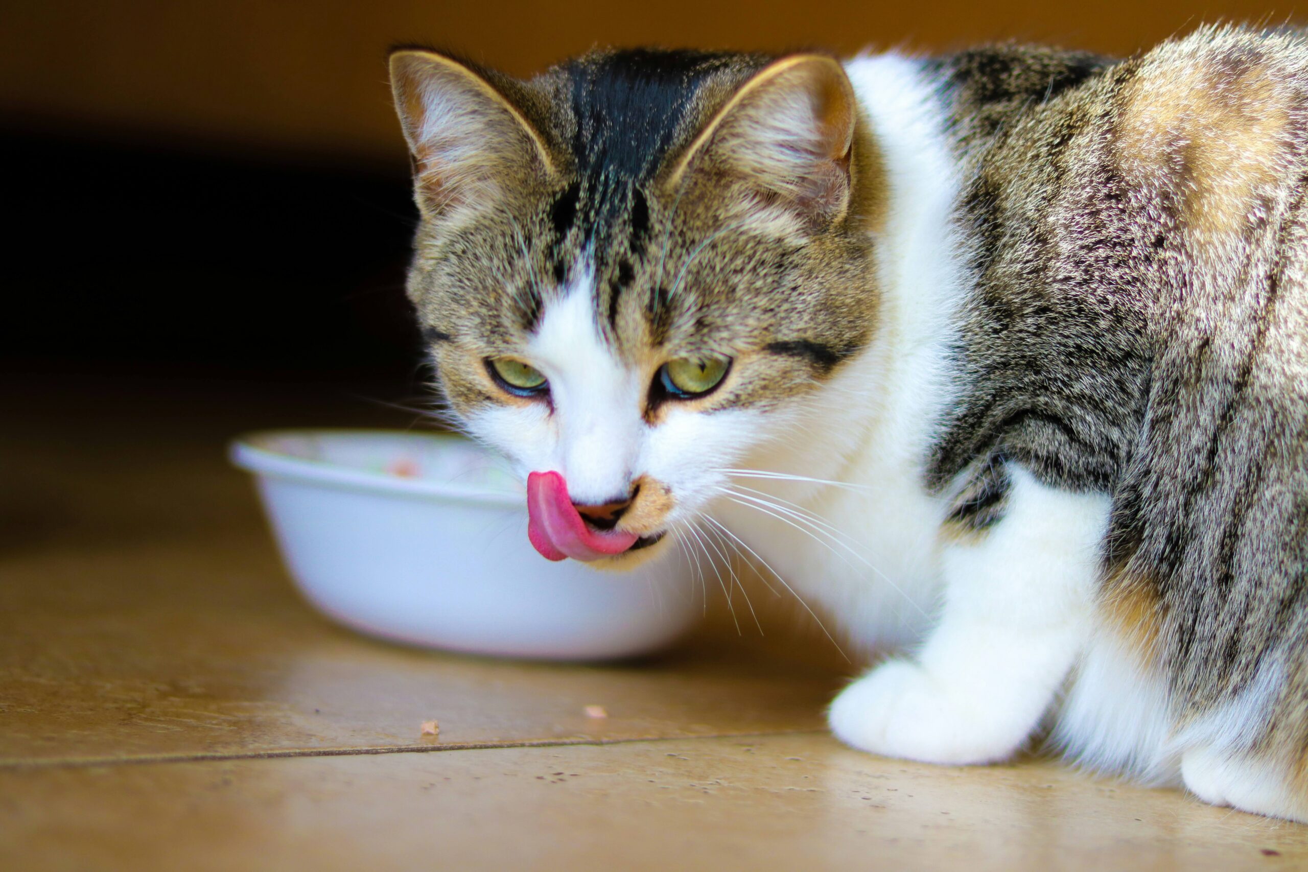 🐾 أنواع الأكل الرطب المناسب للقطط حسب العمر | دليل شامل لتغذية قطك