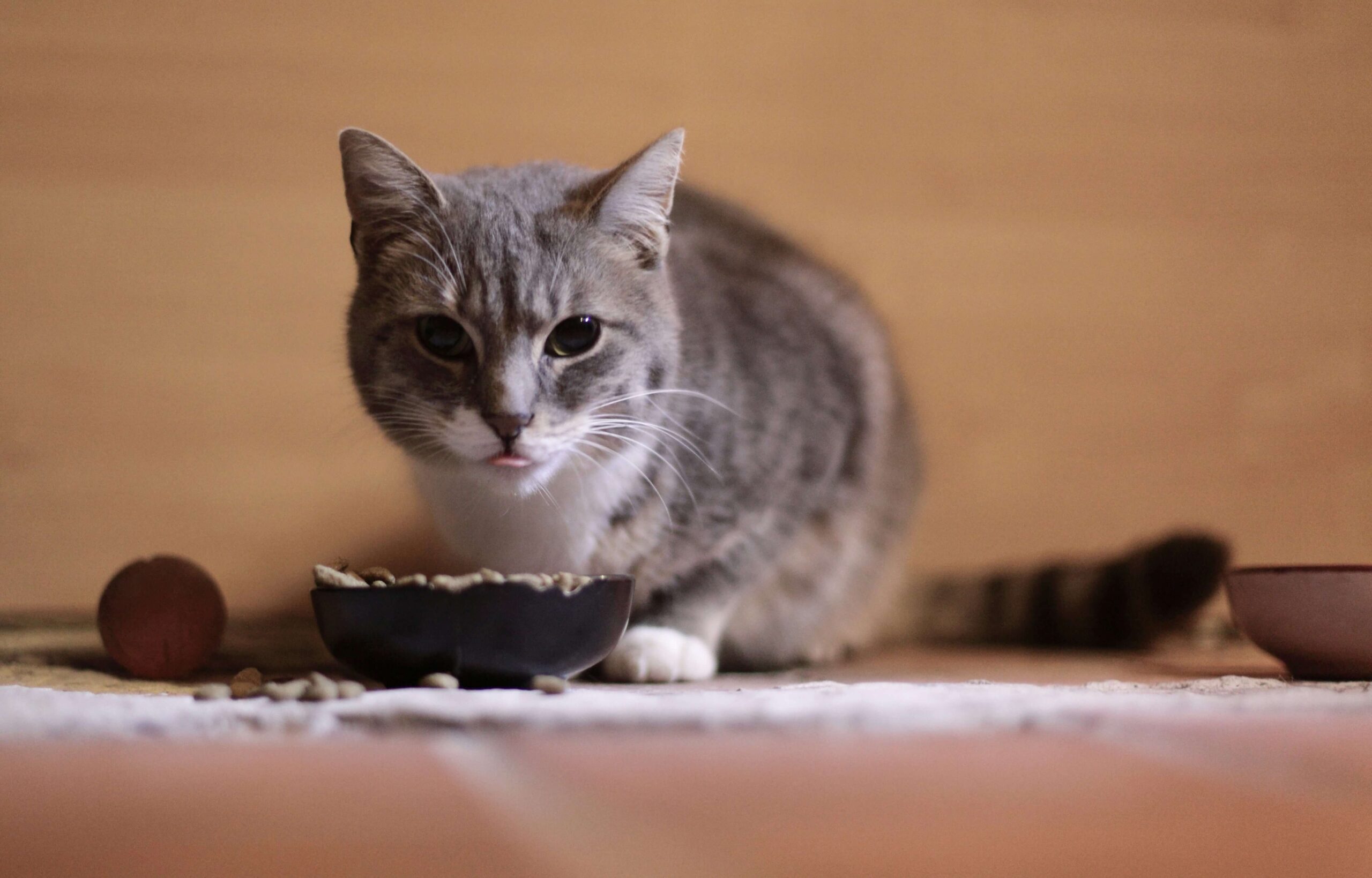 🐾 أفضل أنواع الأكل الجاف للقطط حسب العمر | دليل شامل