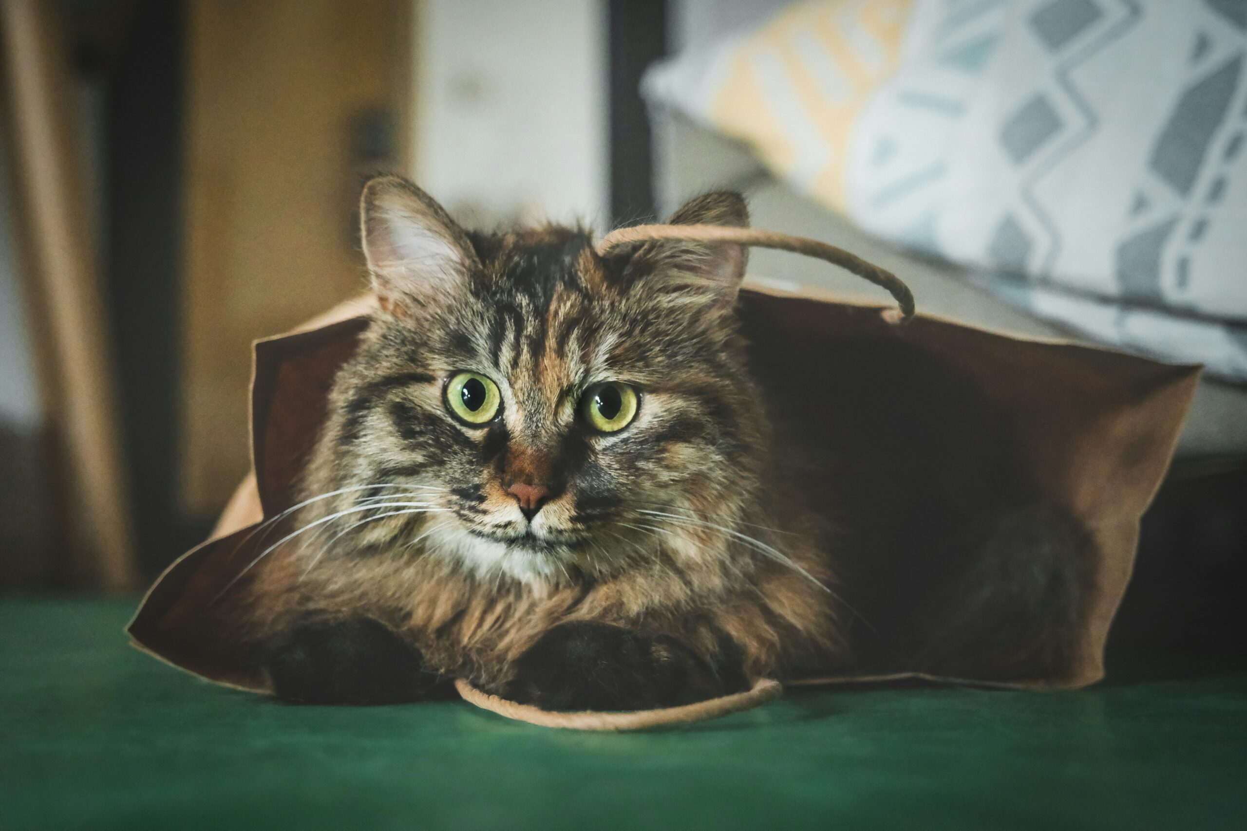 🐾 أهم الأغراض لاستقبال قط جديد في البيت