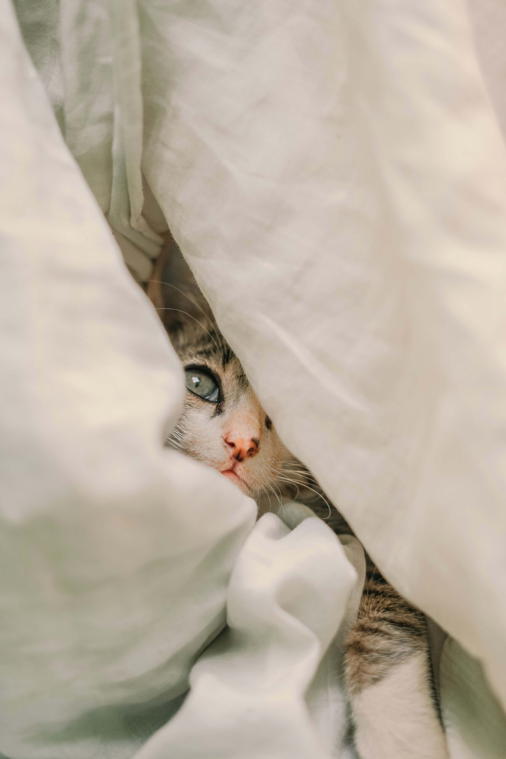 🐾 دليل شامل لرعاية القطط بعد التعقيم: مستلزمات ونصائح مهمة للشفاء السريع