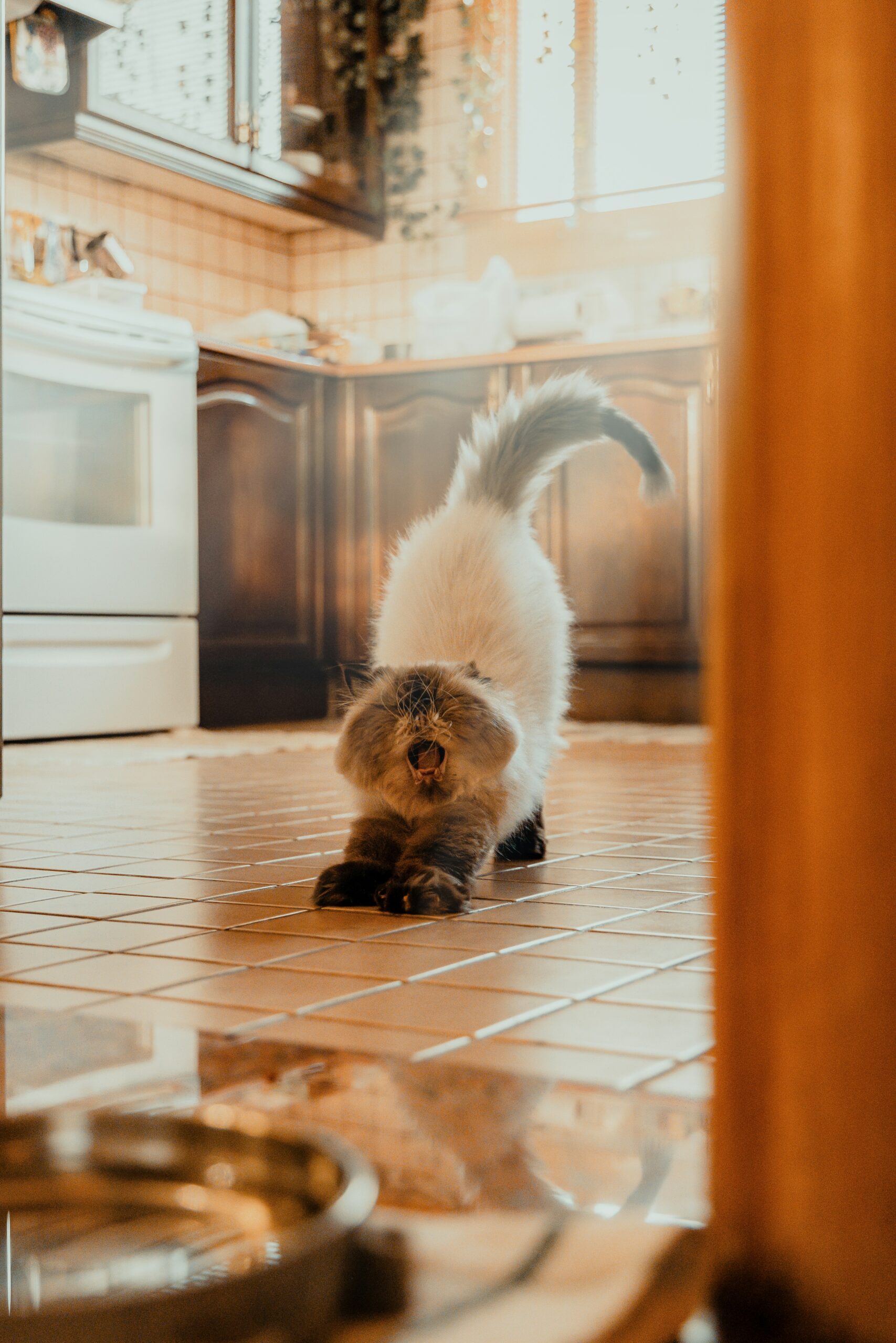 🐾 5 نصائح لجعل قطتك العنيدة تأكل
