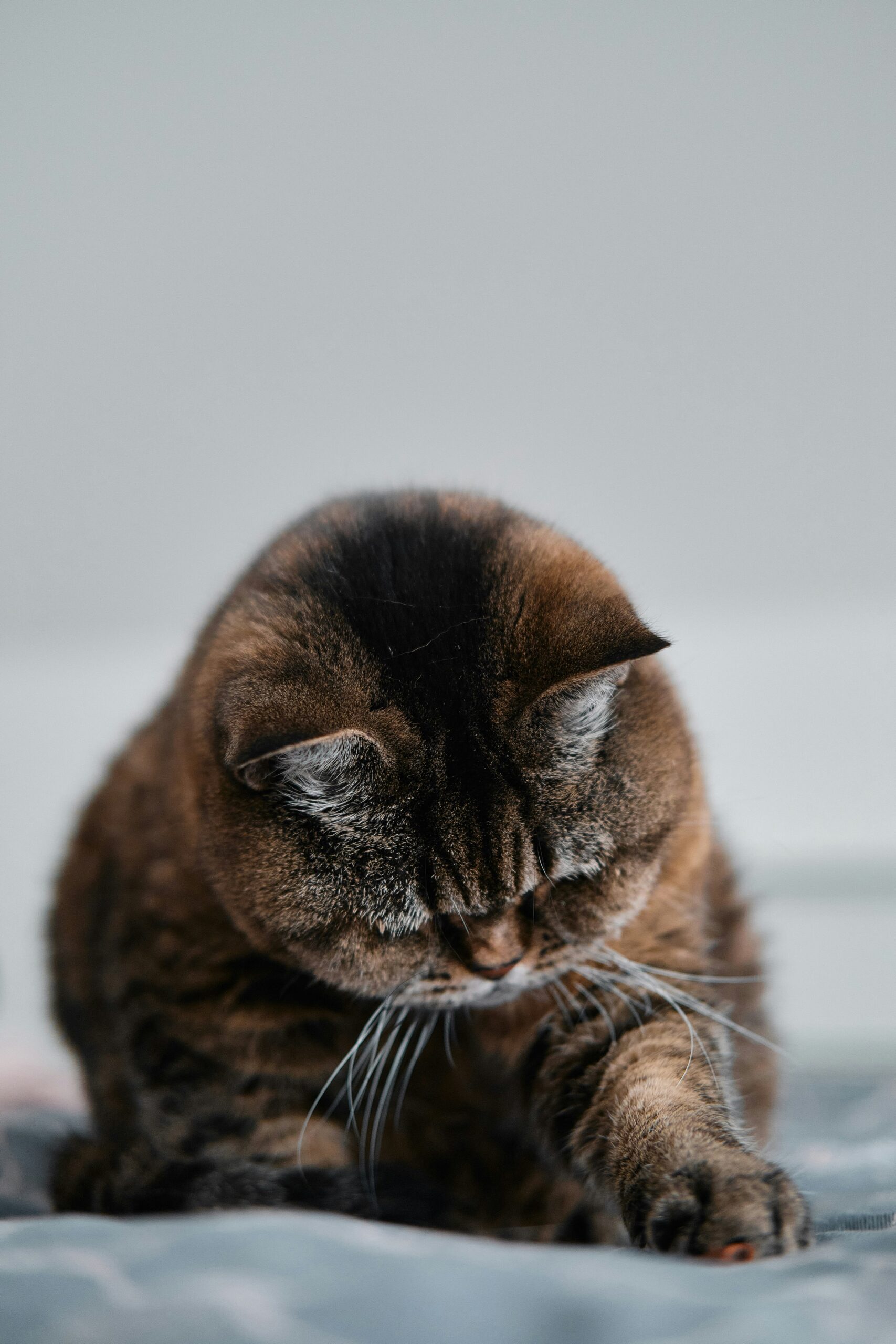 🐾 هل قطتي متوترة ام مريضة ؟ مراجعة بيطرية
