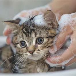 ترويش القطط: الدليل الشامل لتحميم قطك بطريقة صحيحة 🐱🛁